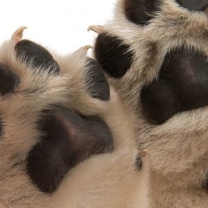 Sculpey Keepsake paw to capture your dog's footprints